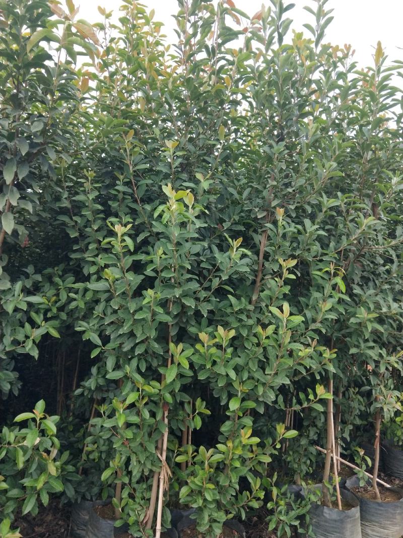 地经2一3公分球花石楠，树形优美