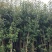 地经2一3公分球花石楠，树形优美