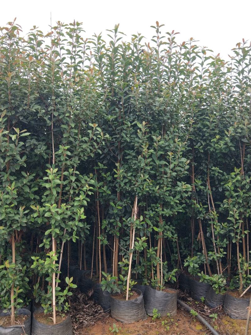 地经2一3公分球花石楠，树形优美