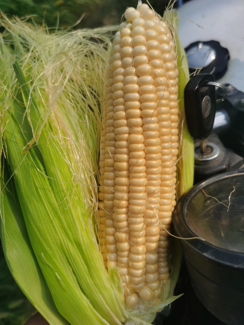 水果玉米大量上市质量保障口感好甜度好个头形状好
