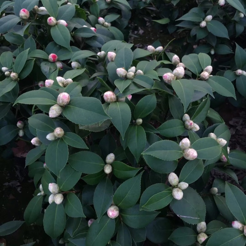 山茶花五色赤丹茶花一树多色产地直销批发供应