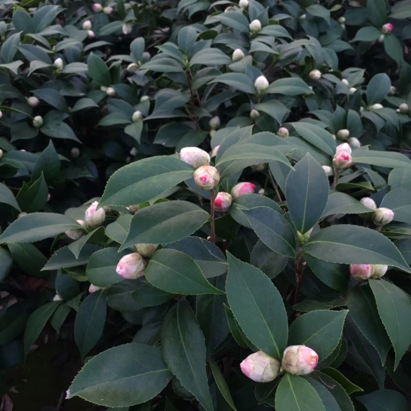 山茶花五色赤丹茶花一树多色产地直销批发供应