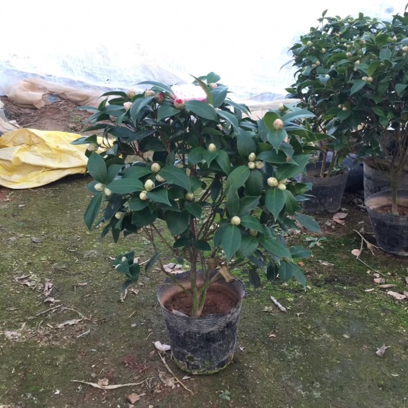 山茶花五色赤丹茶花一树多色产地直销批发供应