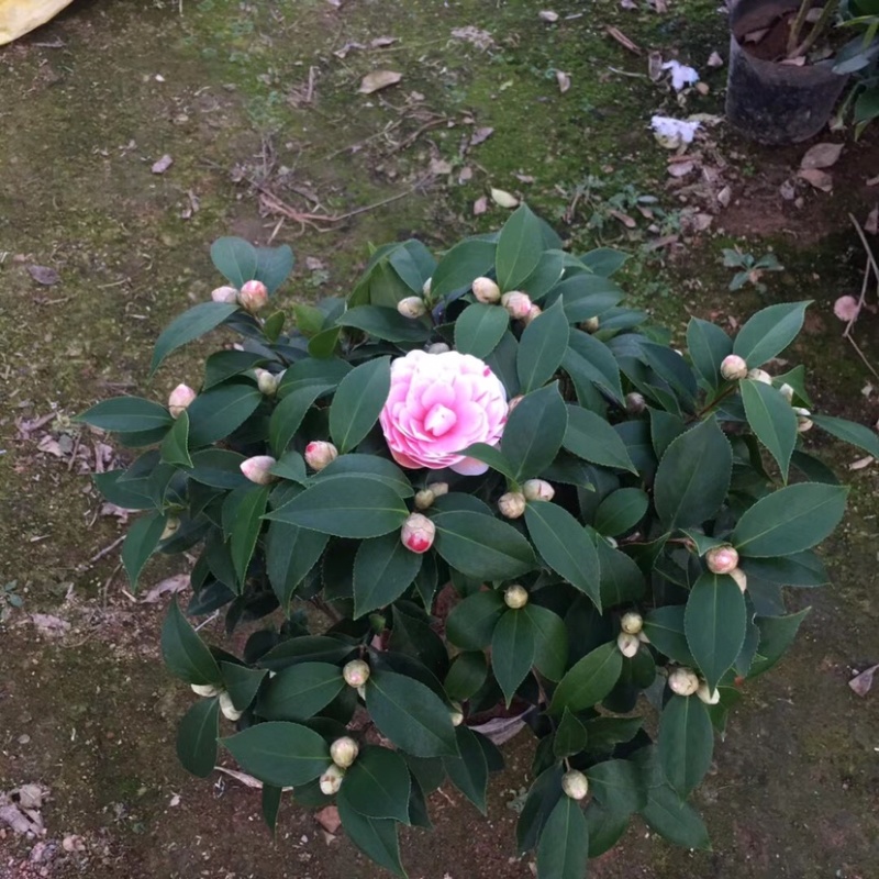 山茶花五色赤丹茶花一树多色产地直销批发供应