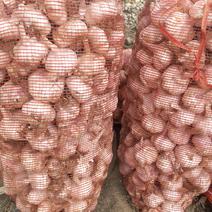 杂交大蒜5公分以上可作商品大蒜产地直供，价格。