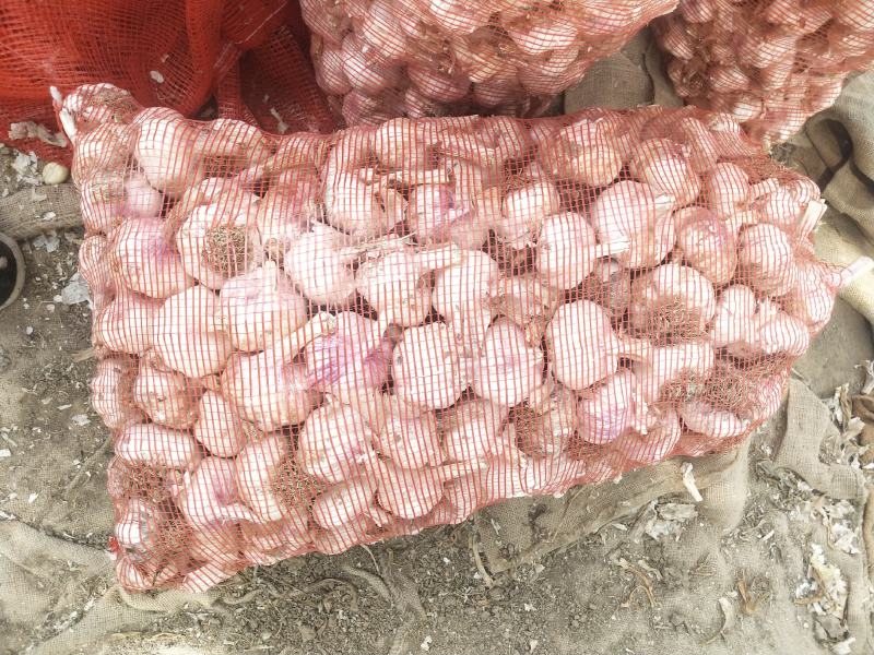杂交大蒜干大蒜5公分以上可作商品大蒜产地直供价格优惠