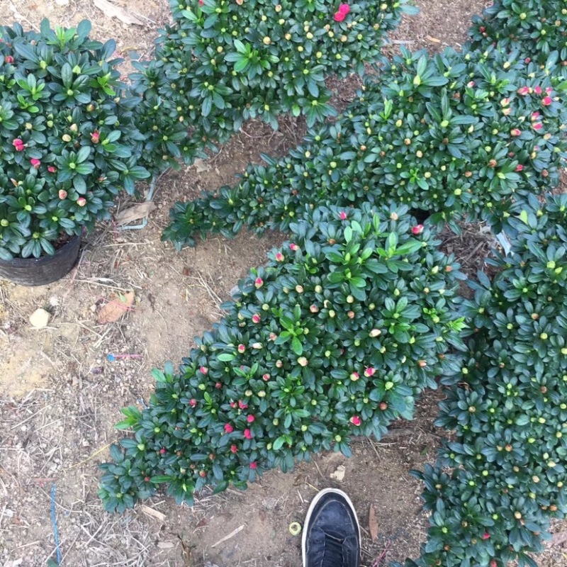 精品造型杜鹃花高山流水产地直销悬崖式造型批发