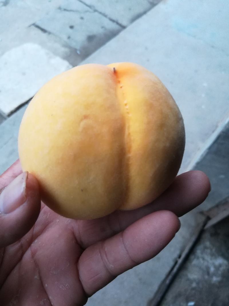 锦绣黄桃