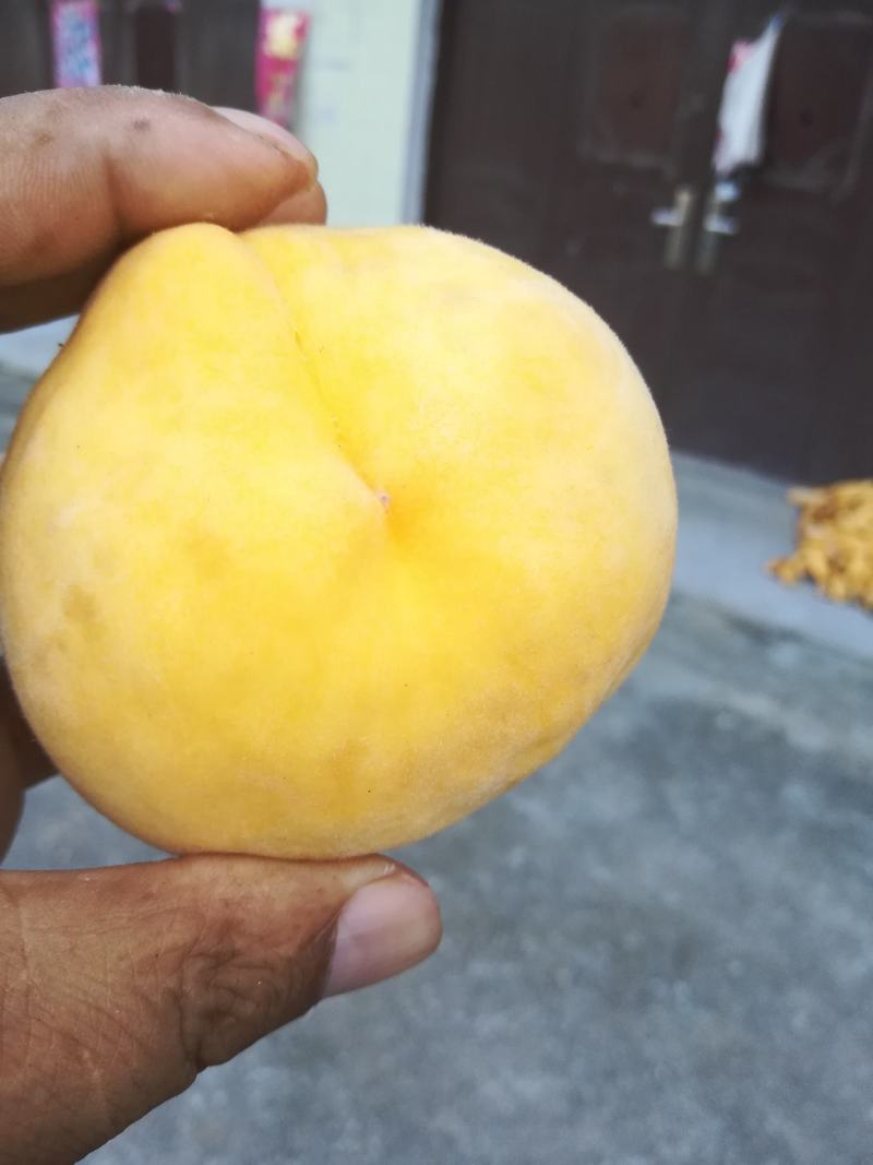锦绣黄桃