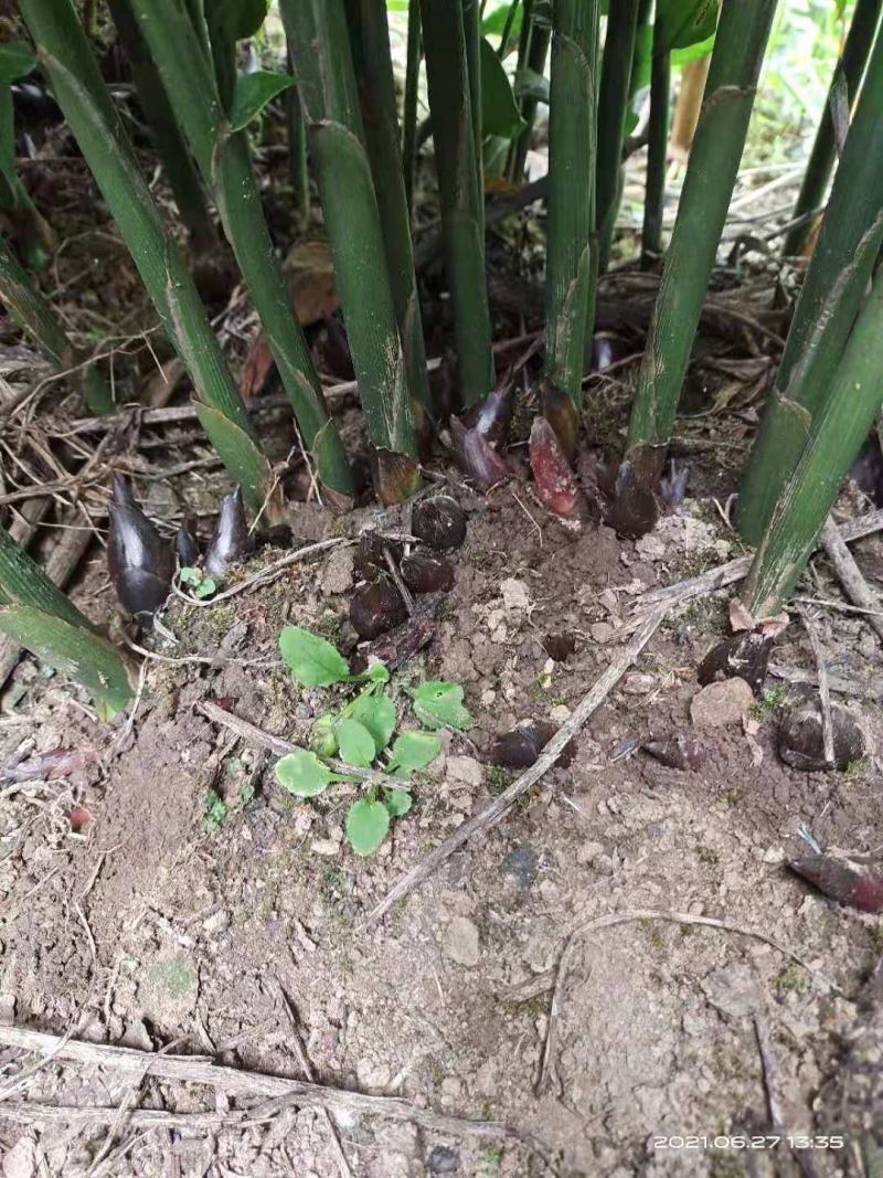 洋荷大减价