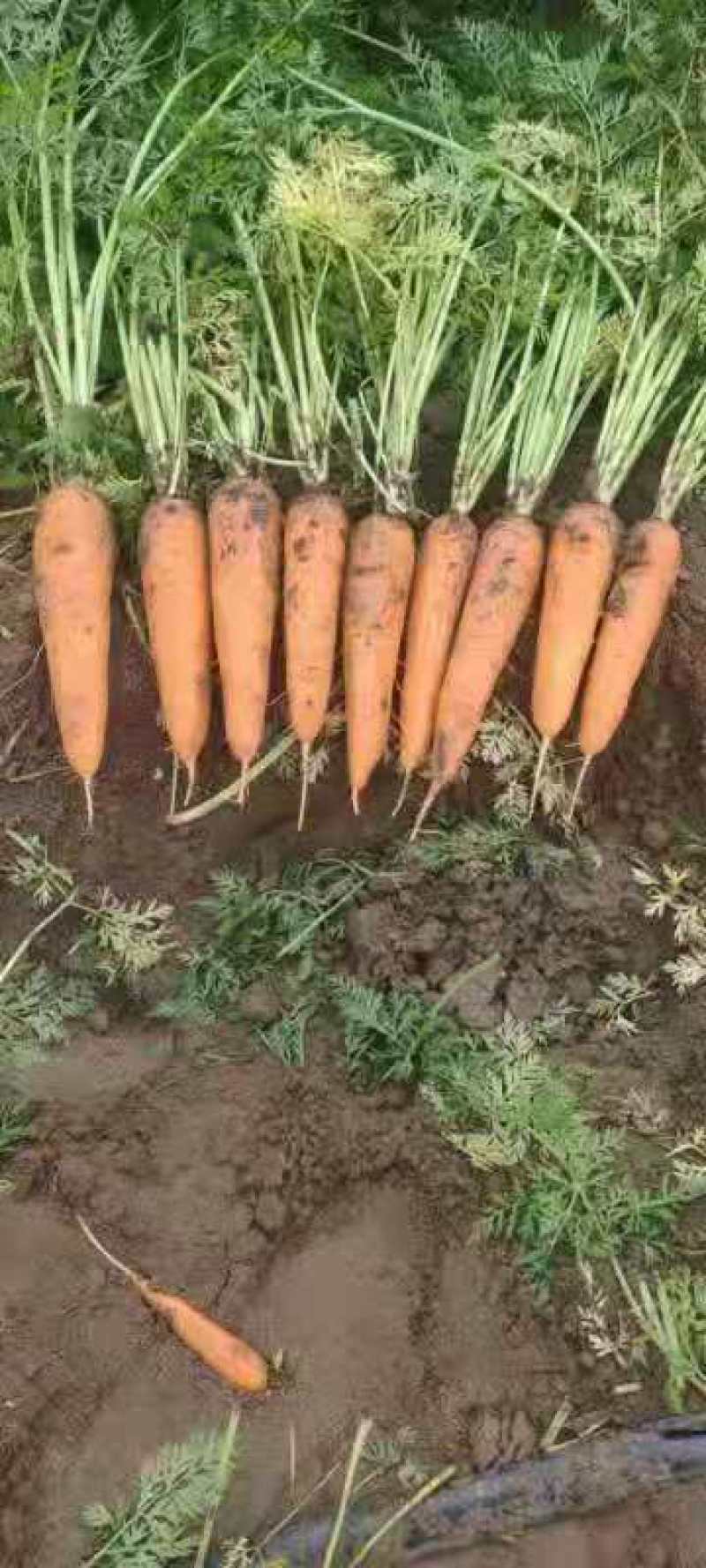 新疆精品红萝卜大量现货供应
