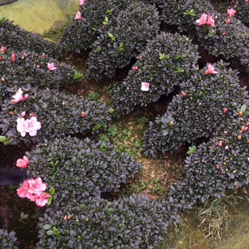 玫红精品造型杜鹃花高山流水凤尾产地直销批发