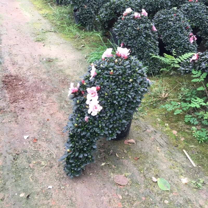 玫红精品造型杜鹃花高山流水凤尾产地直销批发
