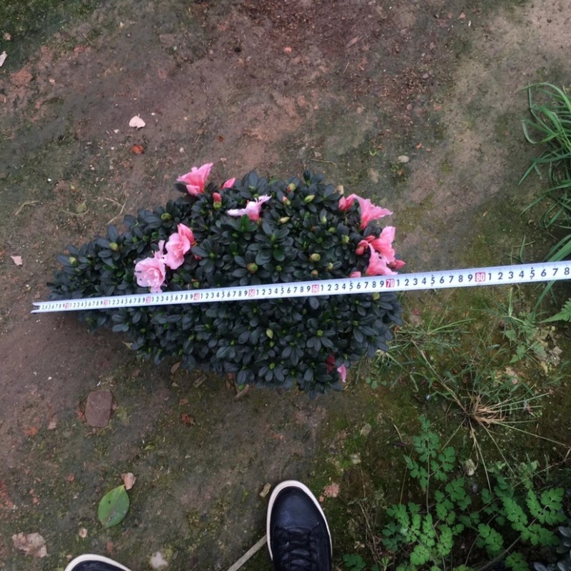 玫红精品造型杜鹃花高山流水凤尾产地直销批发