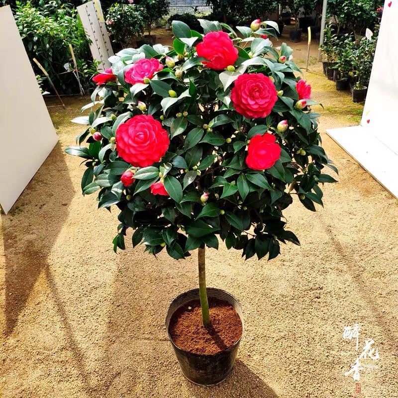 山茶花大红六角赤丹茶花产地直销批发一件起批