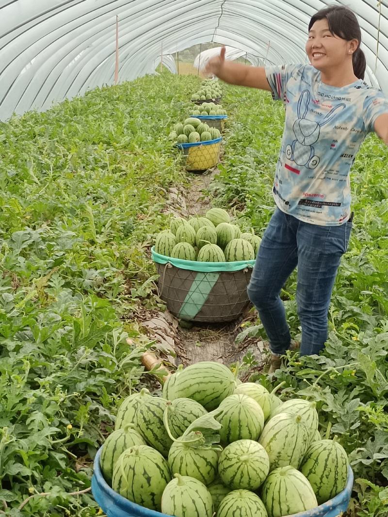 （热销）本人在萧山区附近从事专业种植早春红玉小西瓜