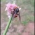 胡蜂。大量有货。今年新鲜货可提前预定。。