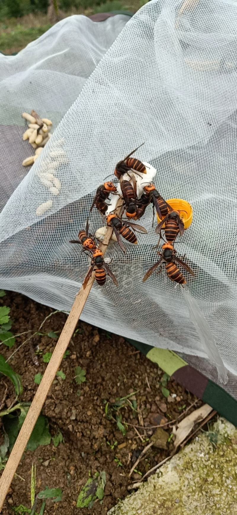胡蜂。大量有货。今年新鲜货可提前预定。。