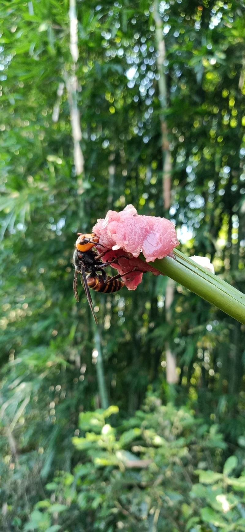 胡蜂。大量有货。今年新鲜货可提前预定。。
