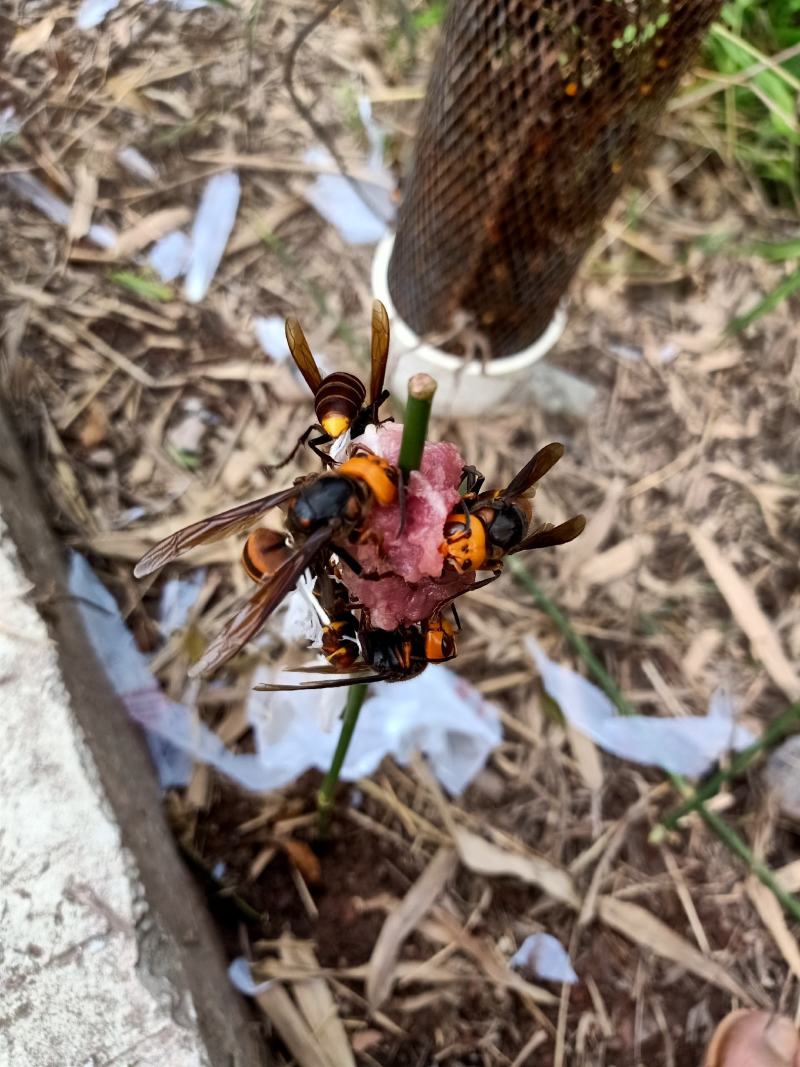 胡蜂。大量有货。今年新鲜货可提前预定。。