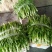 油麦菜（新鲜油麦菜现货）
