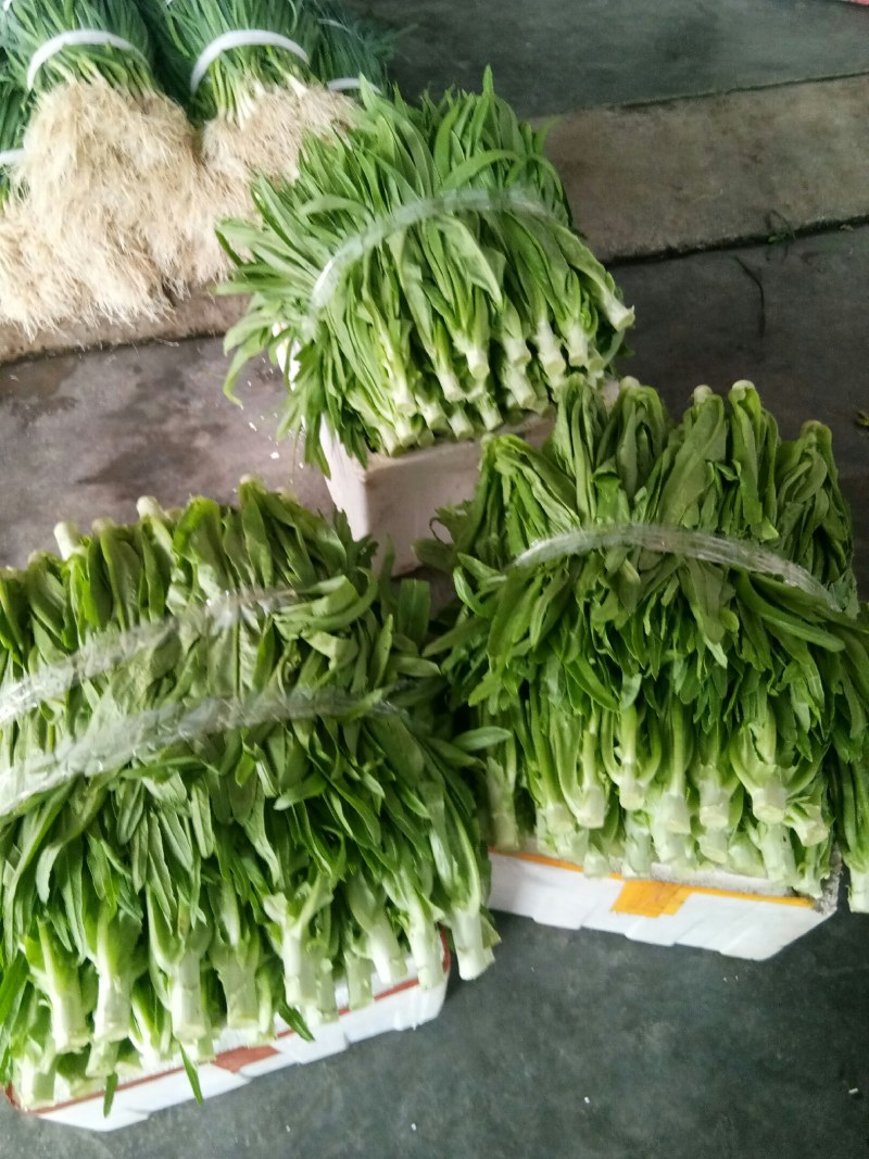 油麦菜（新鲜油麦菜现货）