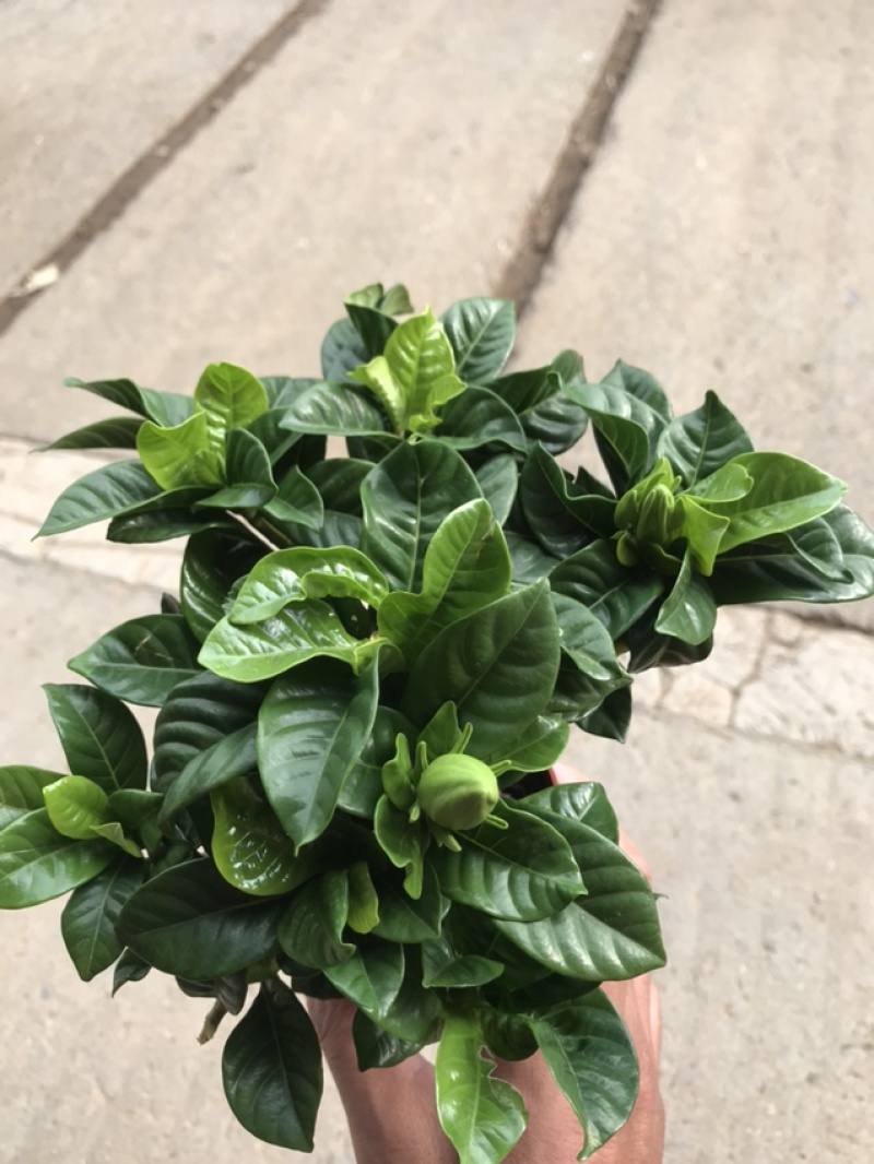 栀子花免费包邮全部现挖现卖基地直销