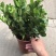 栀子花免费包邮全部现挖现卖基地直销