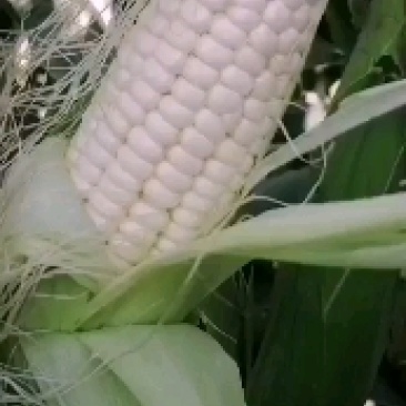万糯2000