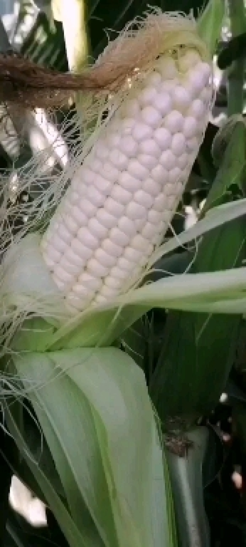 万糯2000