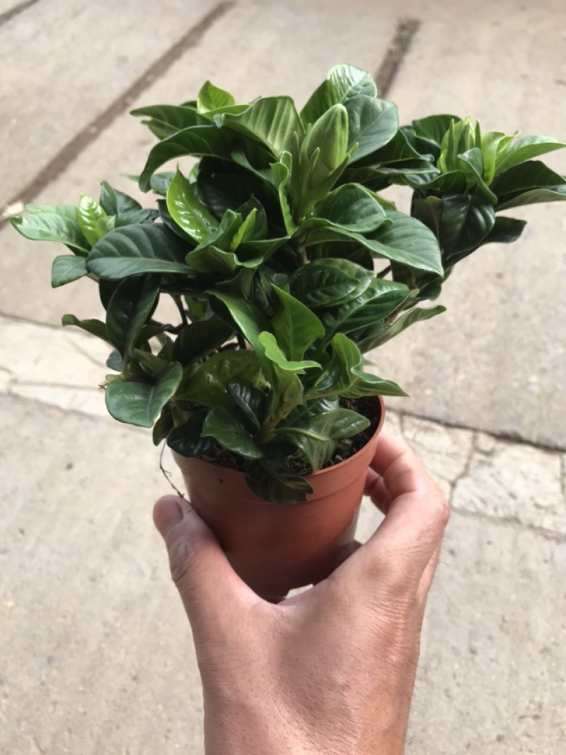 栀子花苗免费包邮全部基地直销现挖现卖