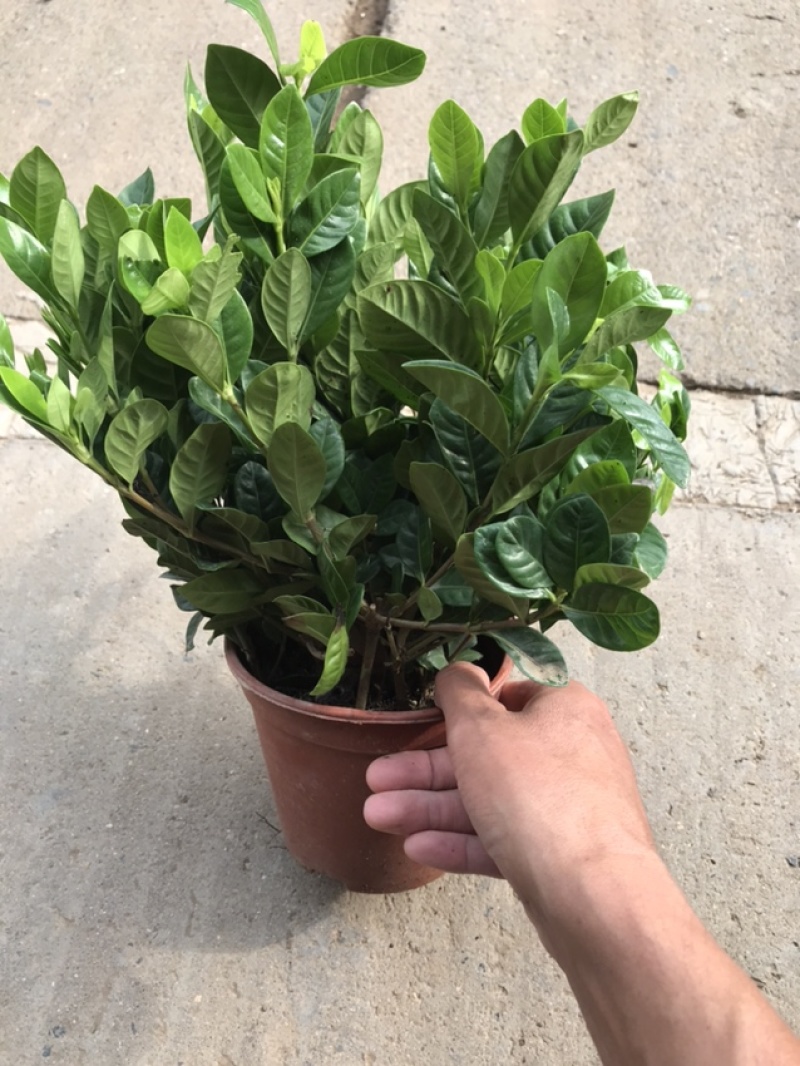 栀子花苗免费包邮全部基地直销现挖现卖