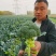 【推荐】西蓝花苗成活率高耐寒耐热基地直供蔬菜种苗