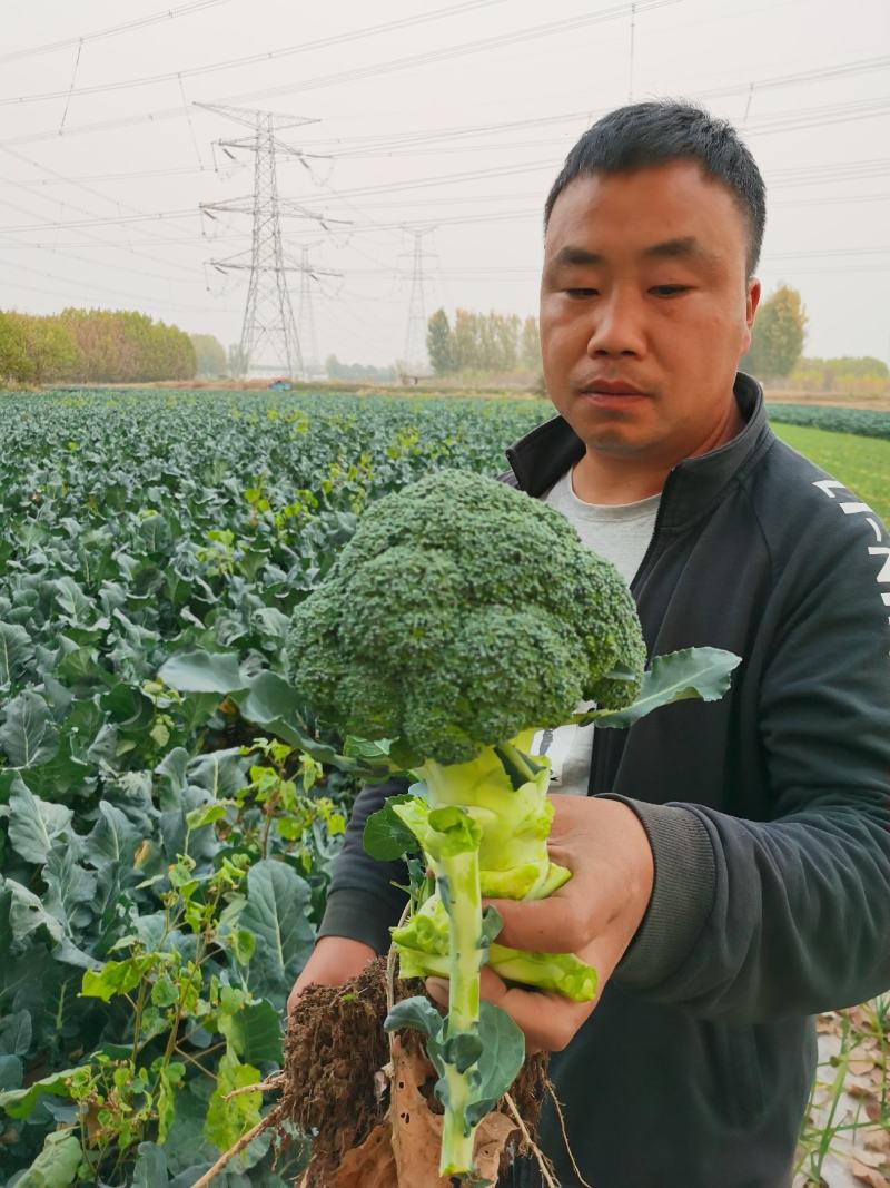 【推荐】西蓝花苗成活率高耐寒耐热基地直供蔬菜种苗