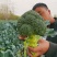 【推荐】西蓝花苗成活率高耐寒耐热基地直供蔬菜种苗