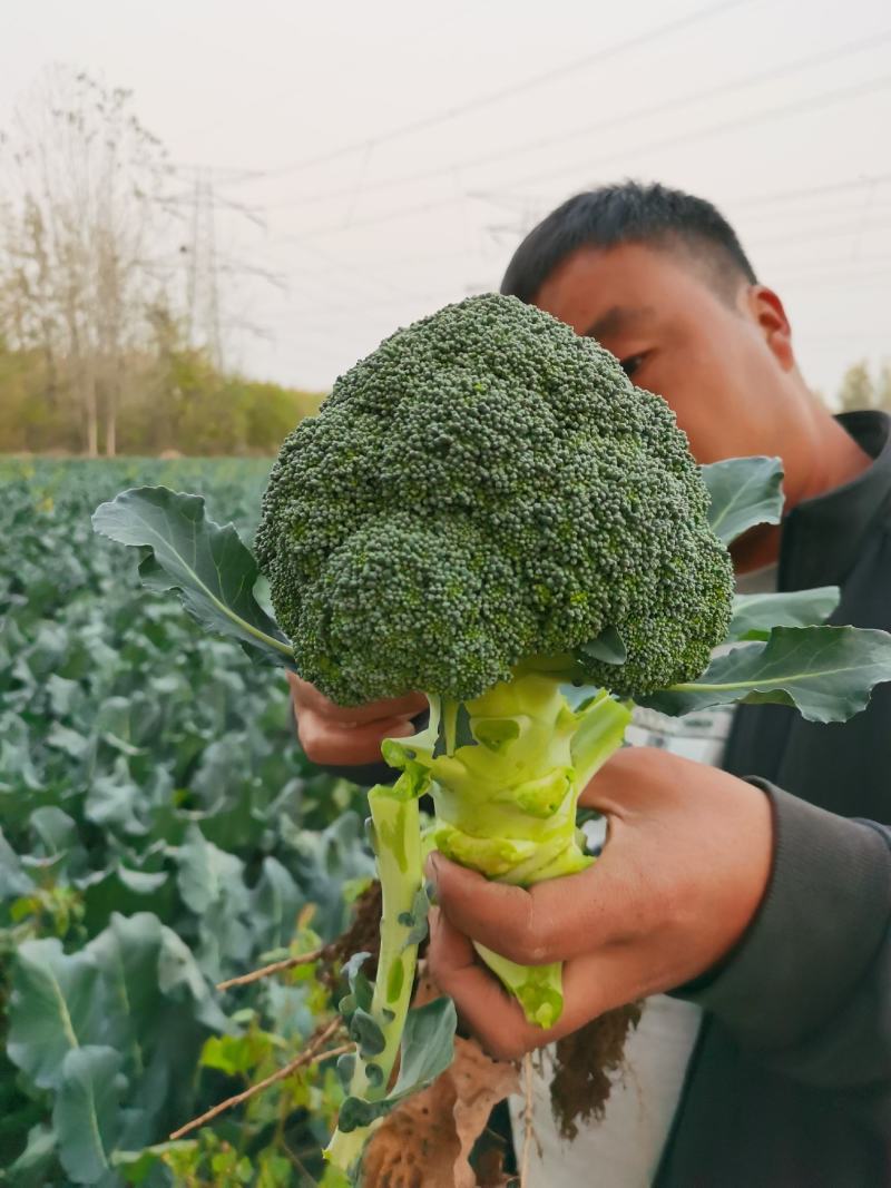 【推荐】西蓝花苗成活率高耐寒耐热基地直供蔬菜种苗