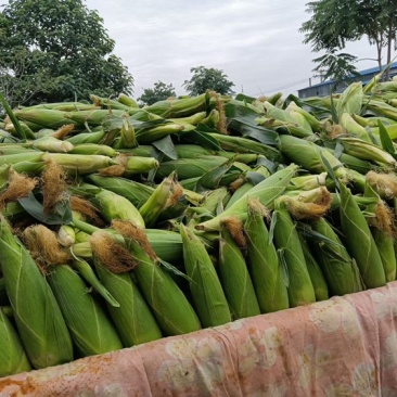 万糯2000大量上市，需要的联系
