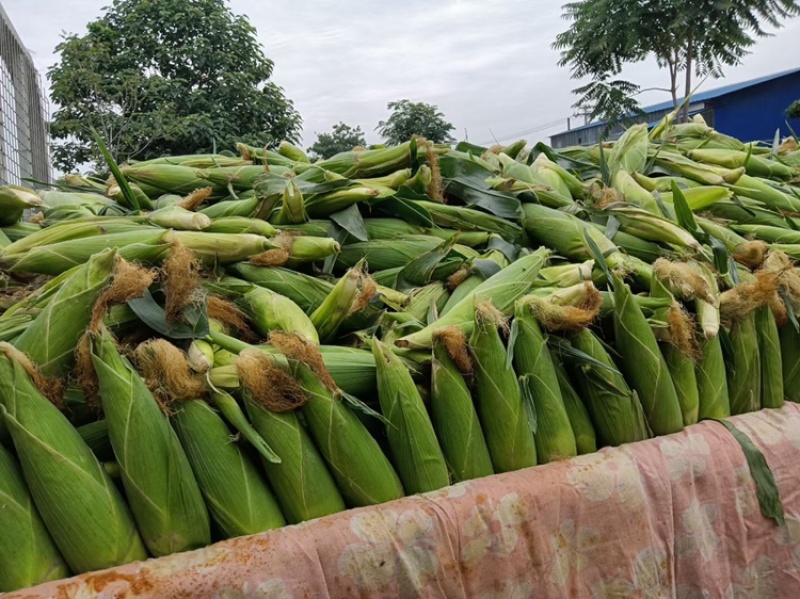 万糯2000大量上市，需要的联系