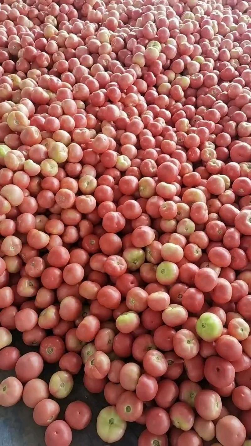 聊城万亩大棚硬粉西红柿基地直发质量保证代发全国