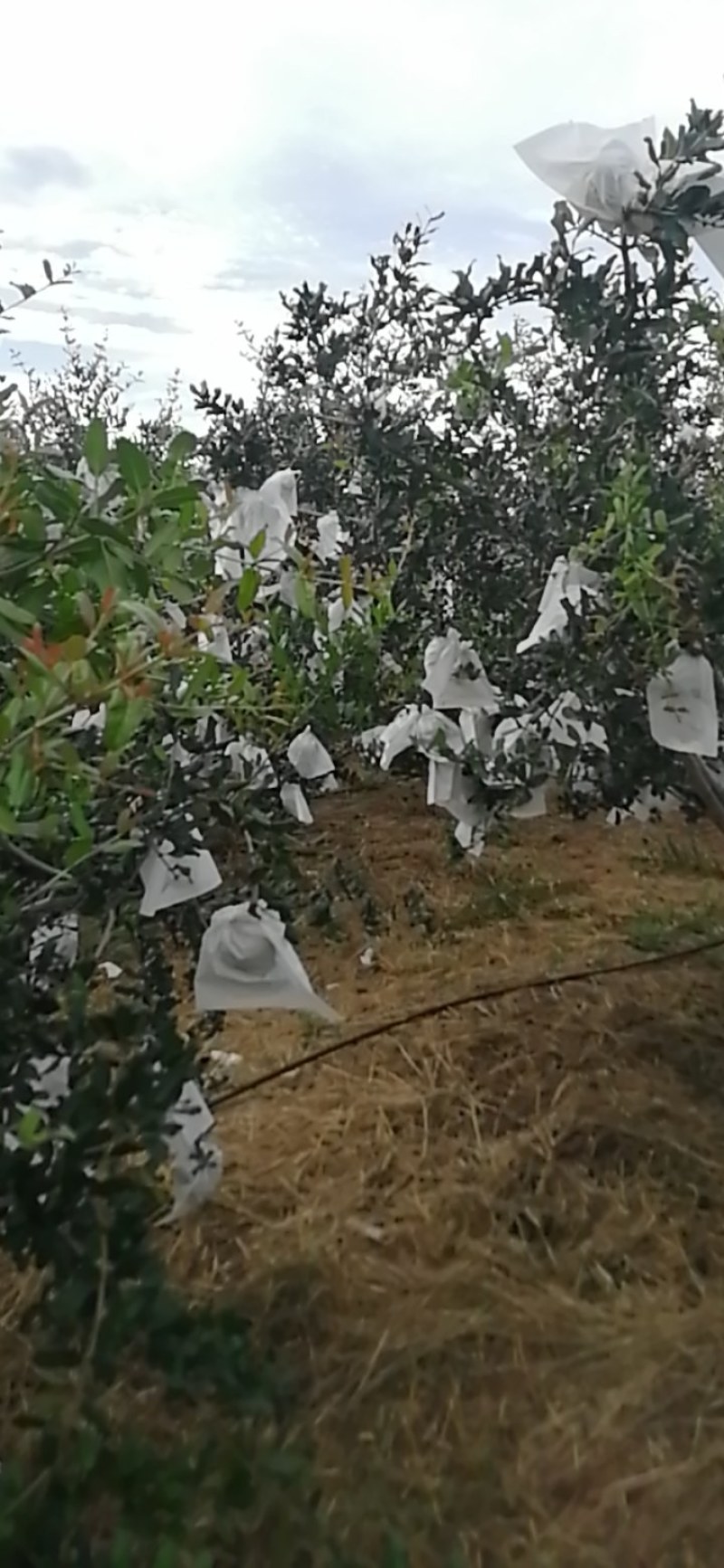大凉山会理突尼斯软籽石榴