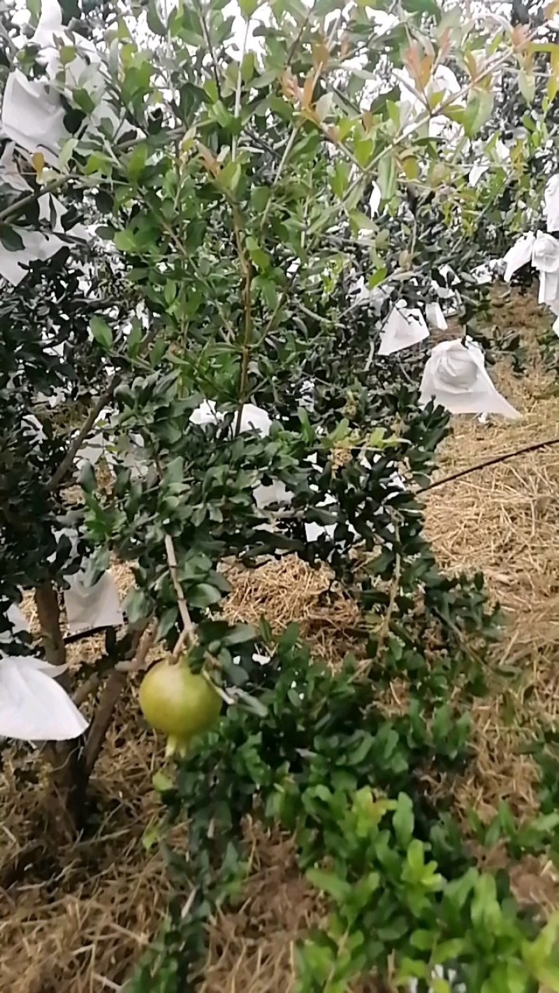 大凉山会理突尼斯软籽石榴