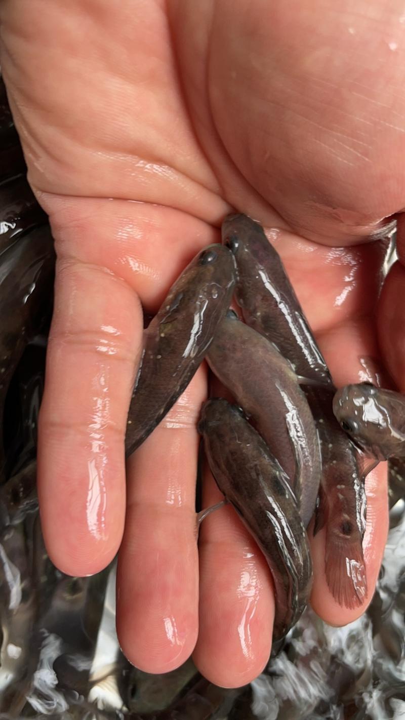 七星鱼苗红月酆鱼苗技术孵化出产优质良种鱼苗