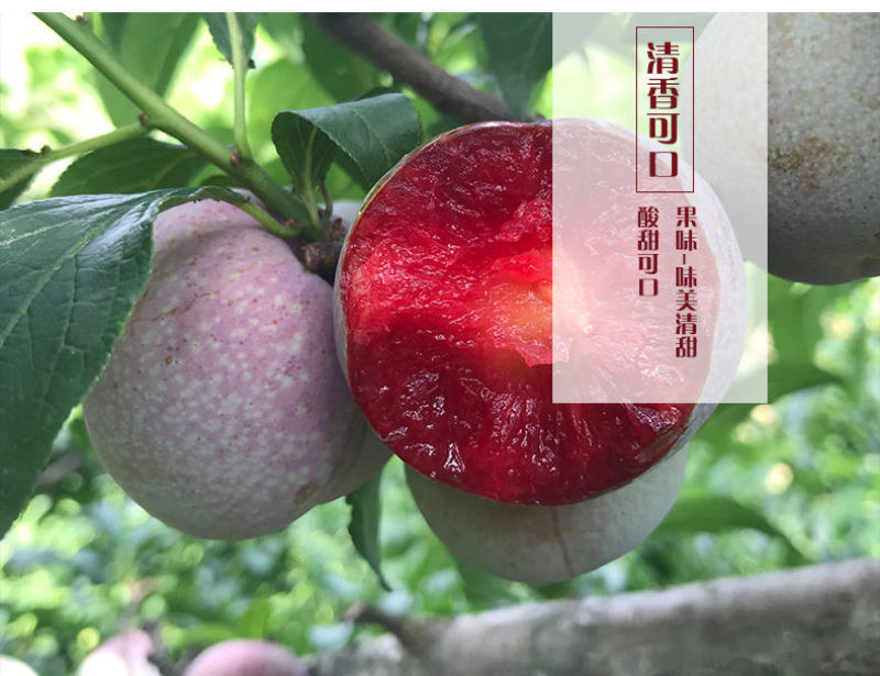 福建古田芙蓉李子核心产区现摘现发支持商超团购一件代发李子