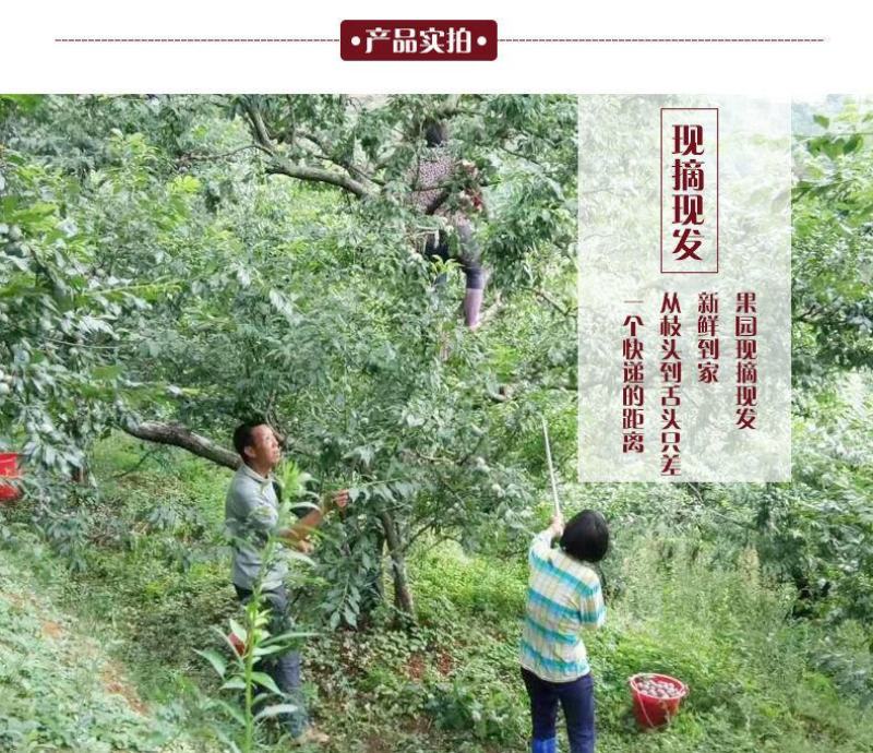 福建古田芙蓉李子核心产区现摘现发支持商超团购一件代发李子
