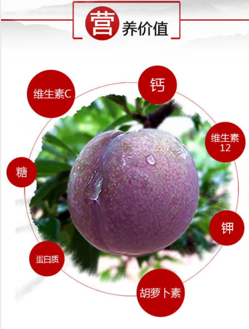 福建古田芙蓉李子核心产区现摘现发支持商超团购一件代发李子