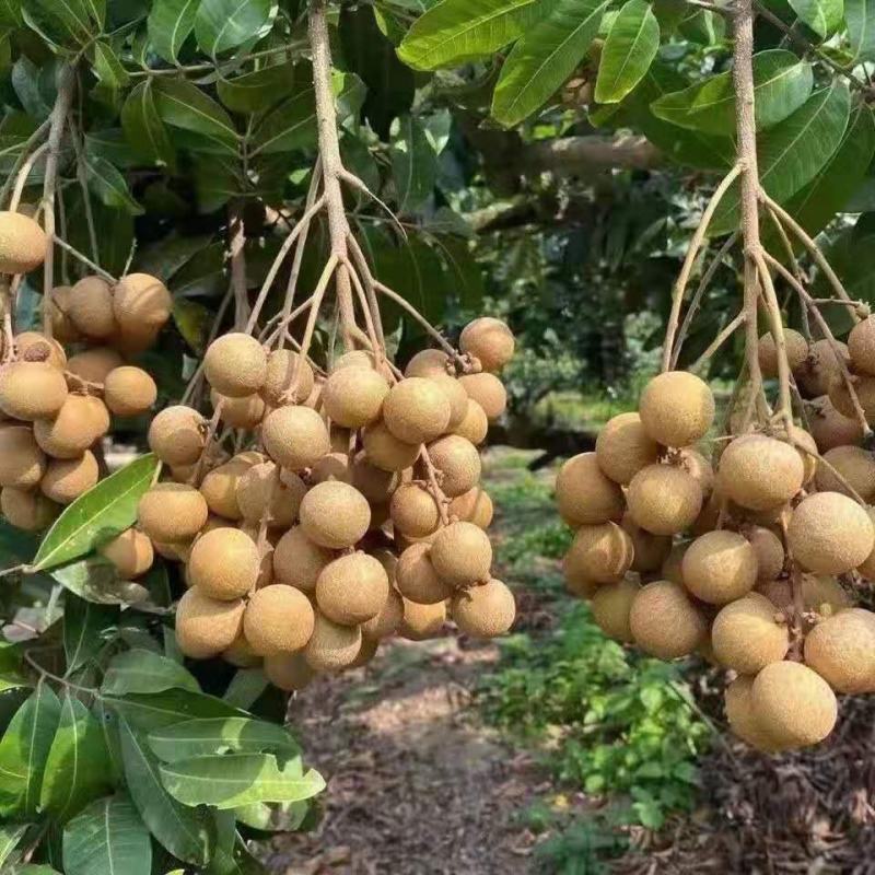 新鲜采摘龙眼广东茂名大果