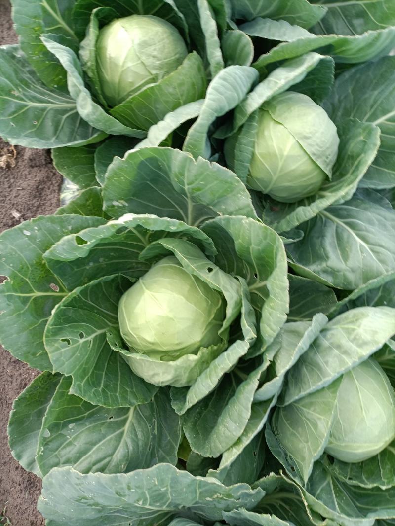 甘蓝圆包菜吉林自产自销诚信经营有意者可电话联系