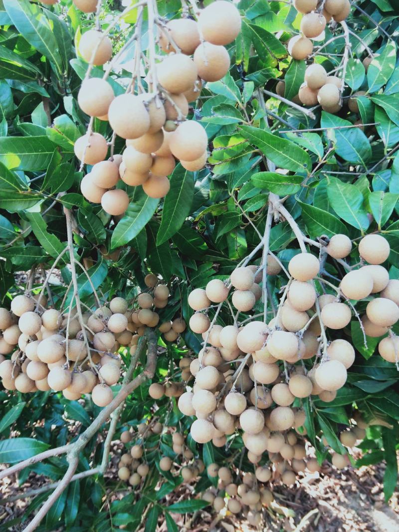 特级储良龙眼