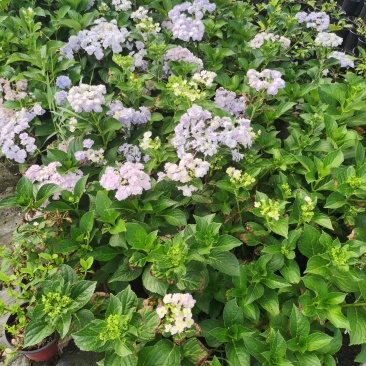 八鲜花，：盆栽八鲜花绣球花