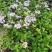 八鲜花，：盆栽八鲜花绣球花